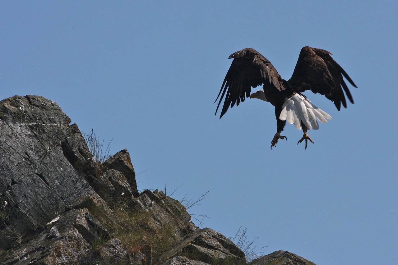 bald eagle landing soaring free photo
