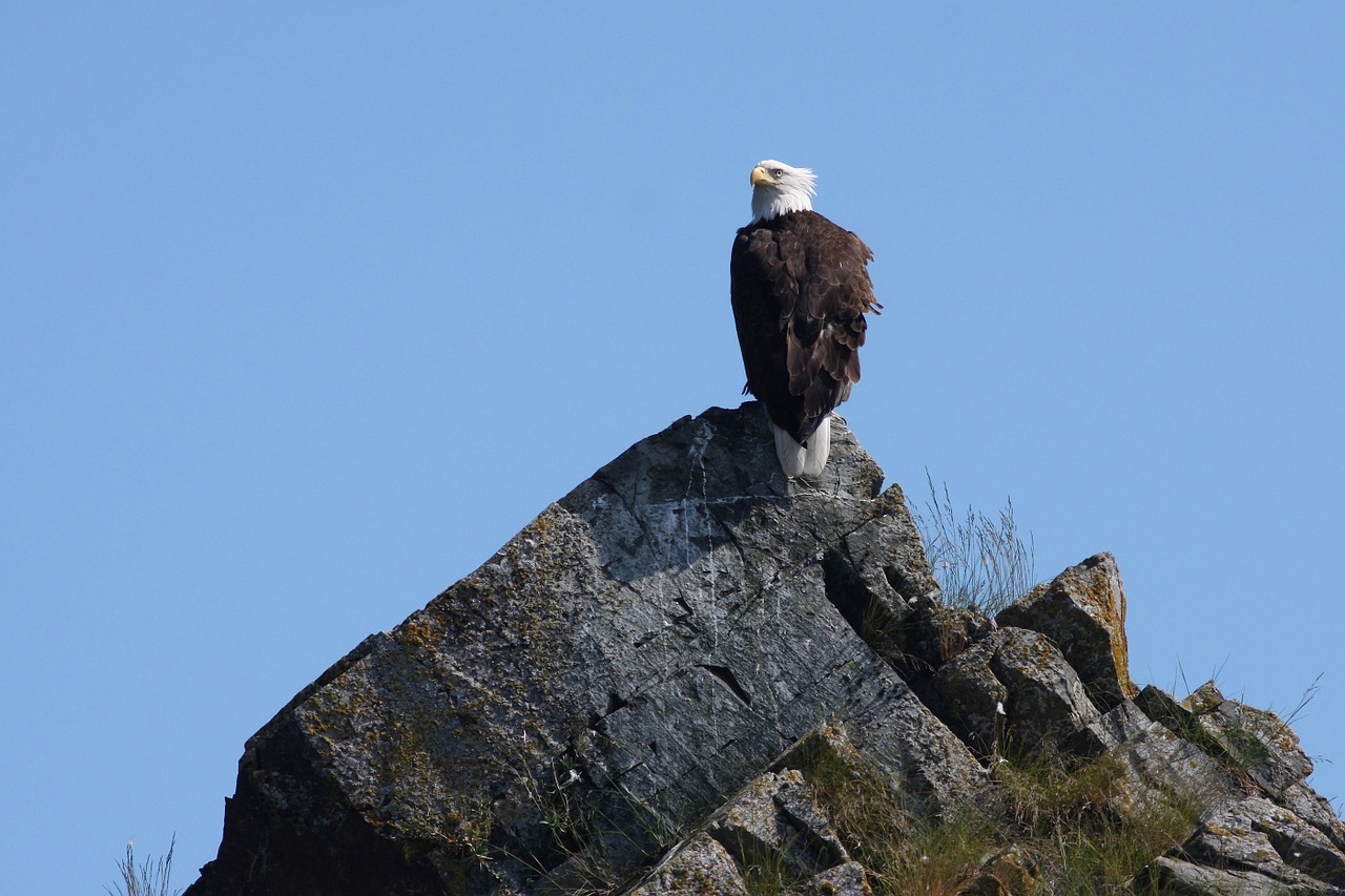 bald eagle perched rocks free photo