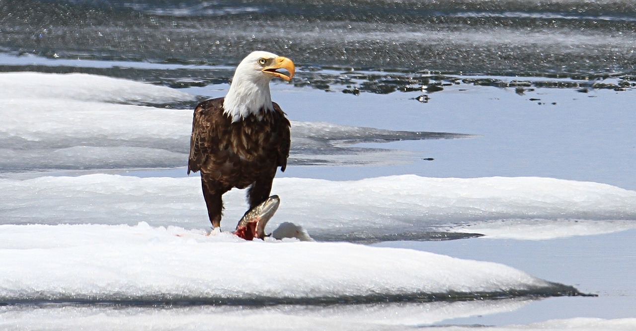 bald eagle eating fish free photo