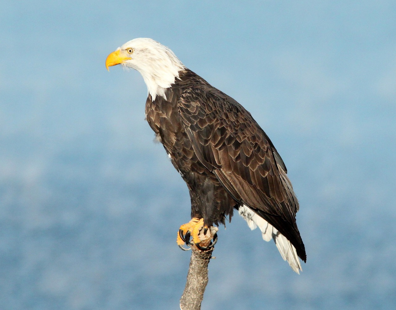 bald eagle eagle bald free photo