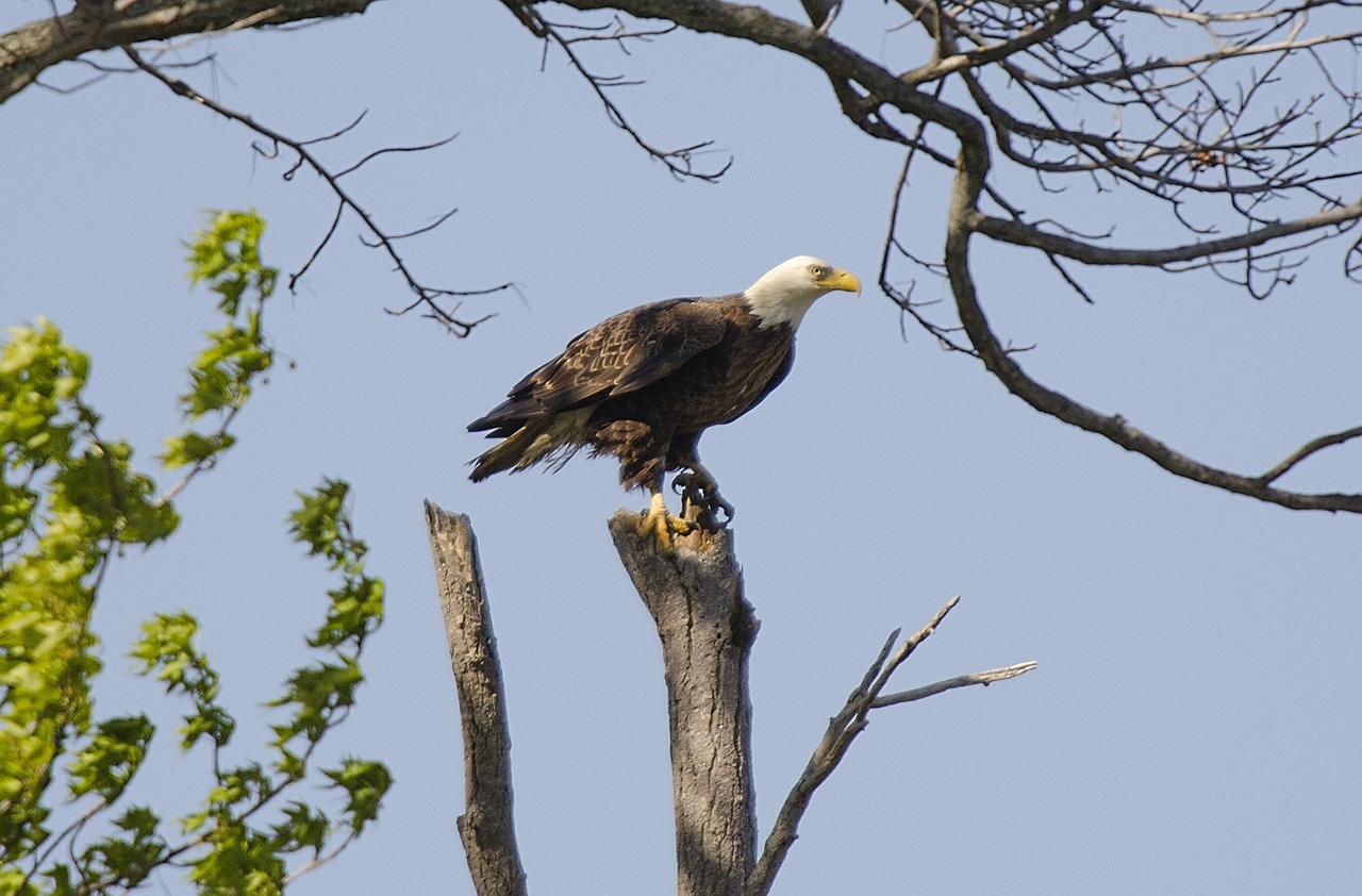 bald eagle bird adult free photo