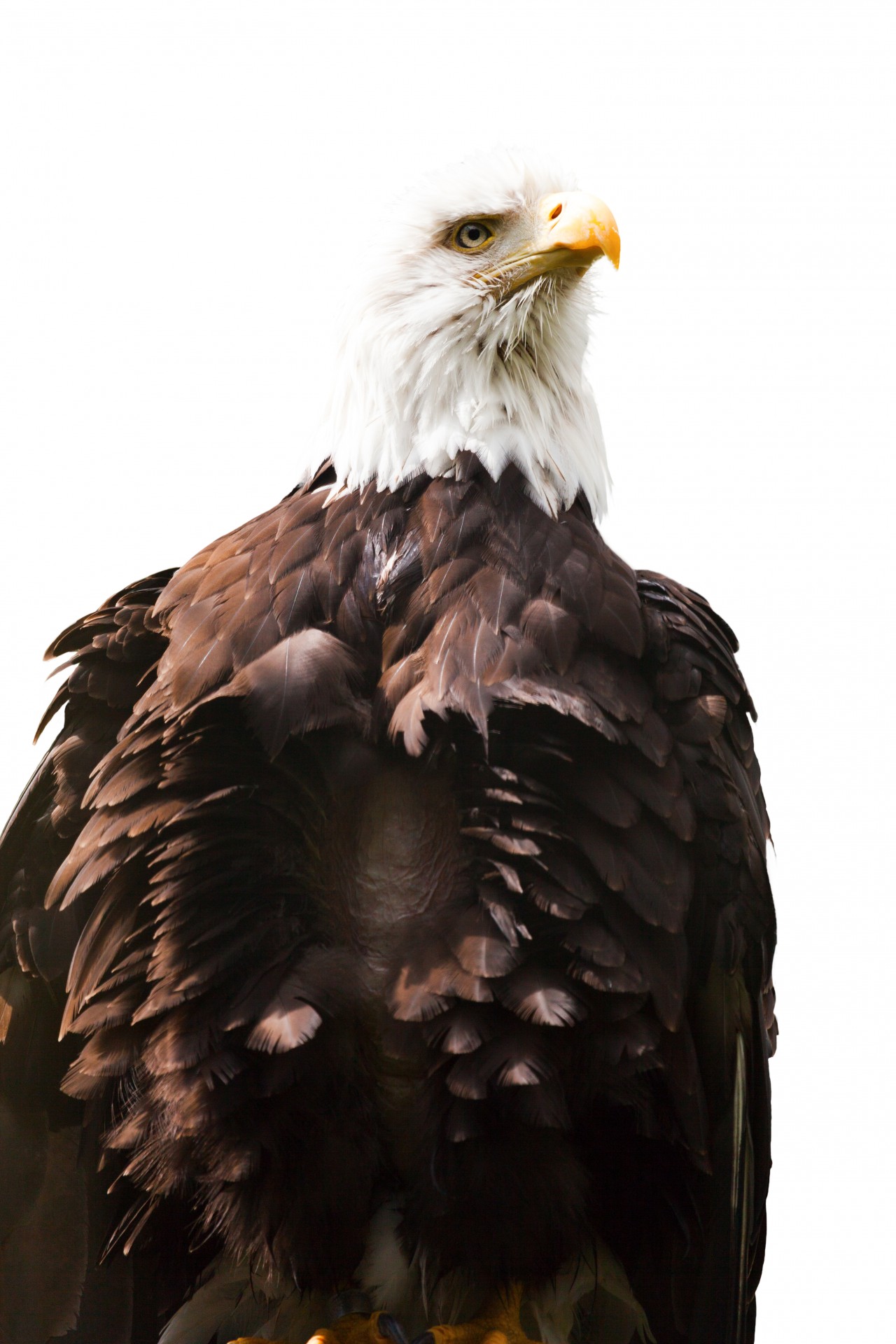 eagle american bird free photo