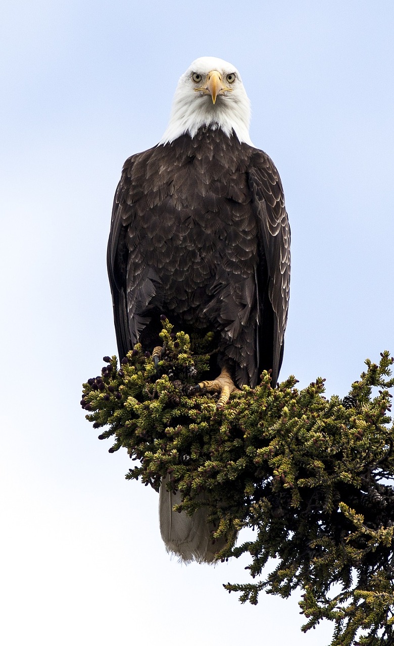 bald eagle eagle bald free photo