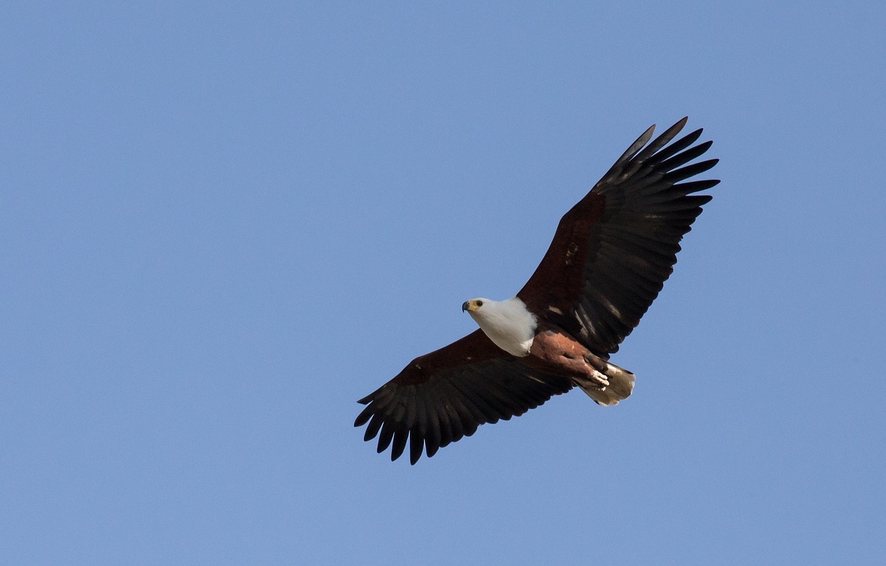 bald eagle soaring bird free photo