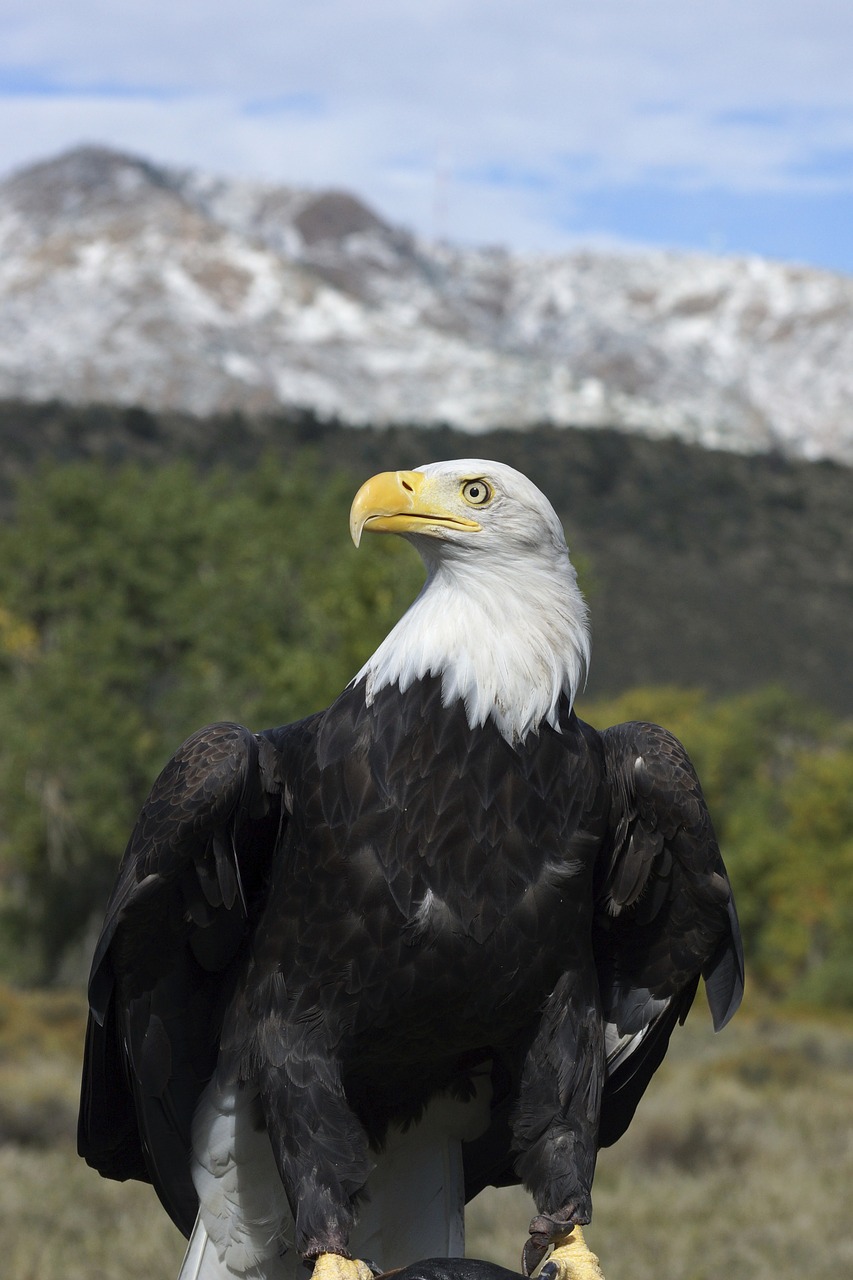 bald eagle majestic bird free photo