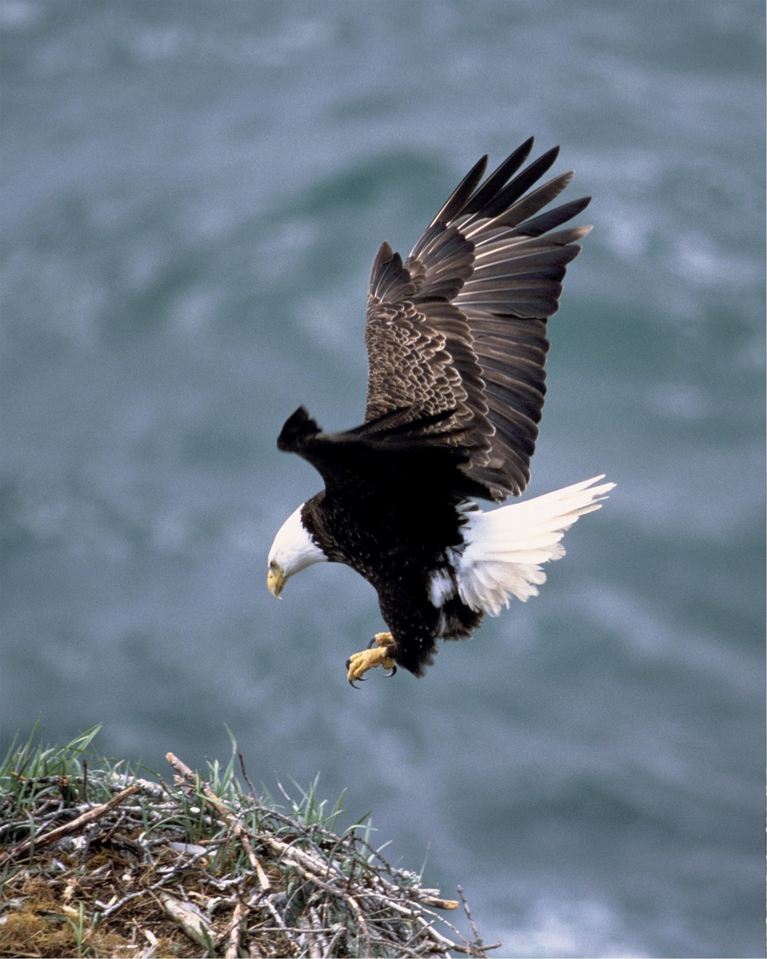 bald eagle soaring bird free photo