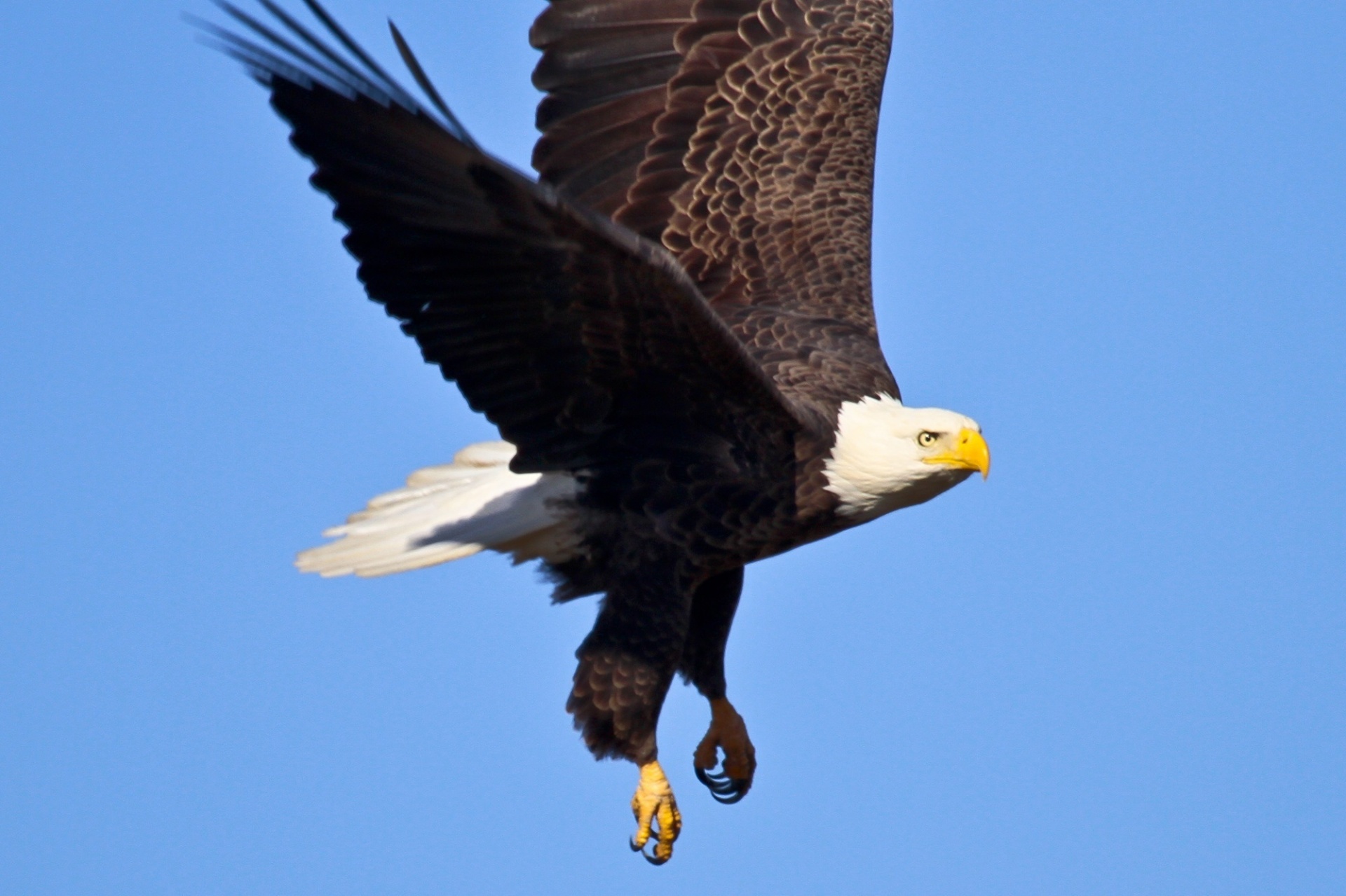 bald eagle soaring bird free photo