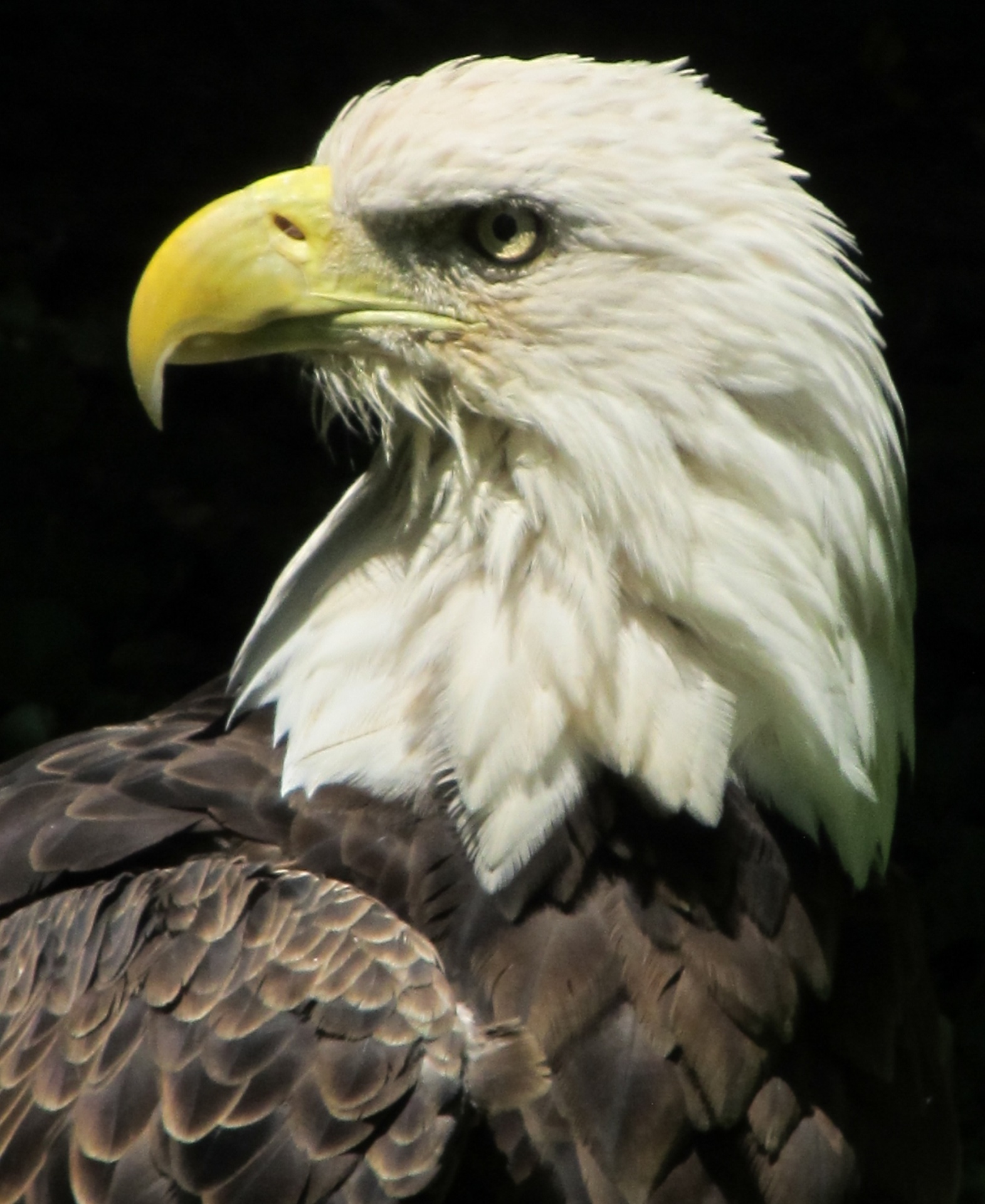 bald eagle portrait head free photo