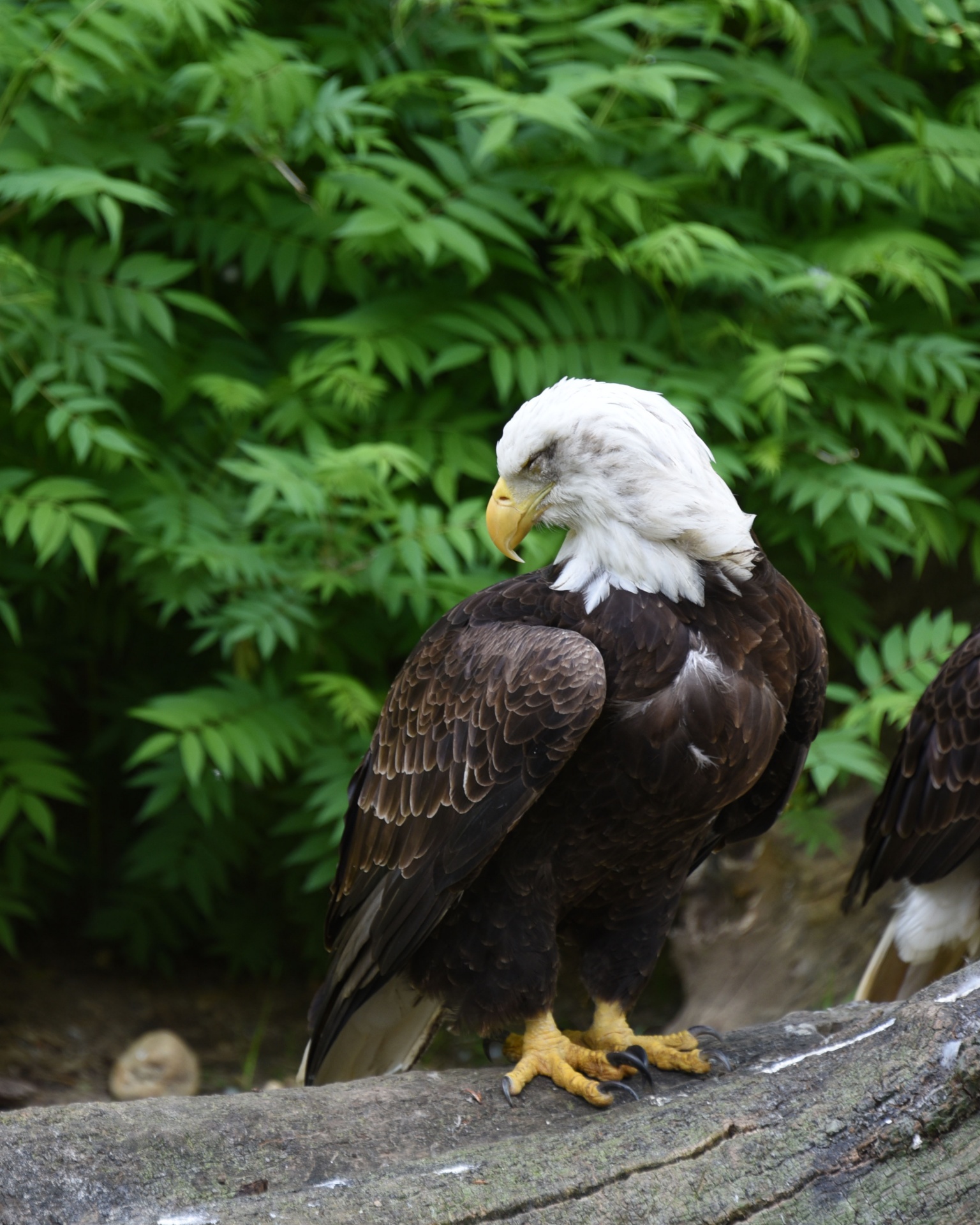 eagle bald eagle america free photo
