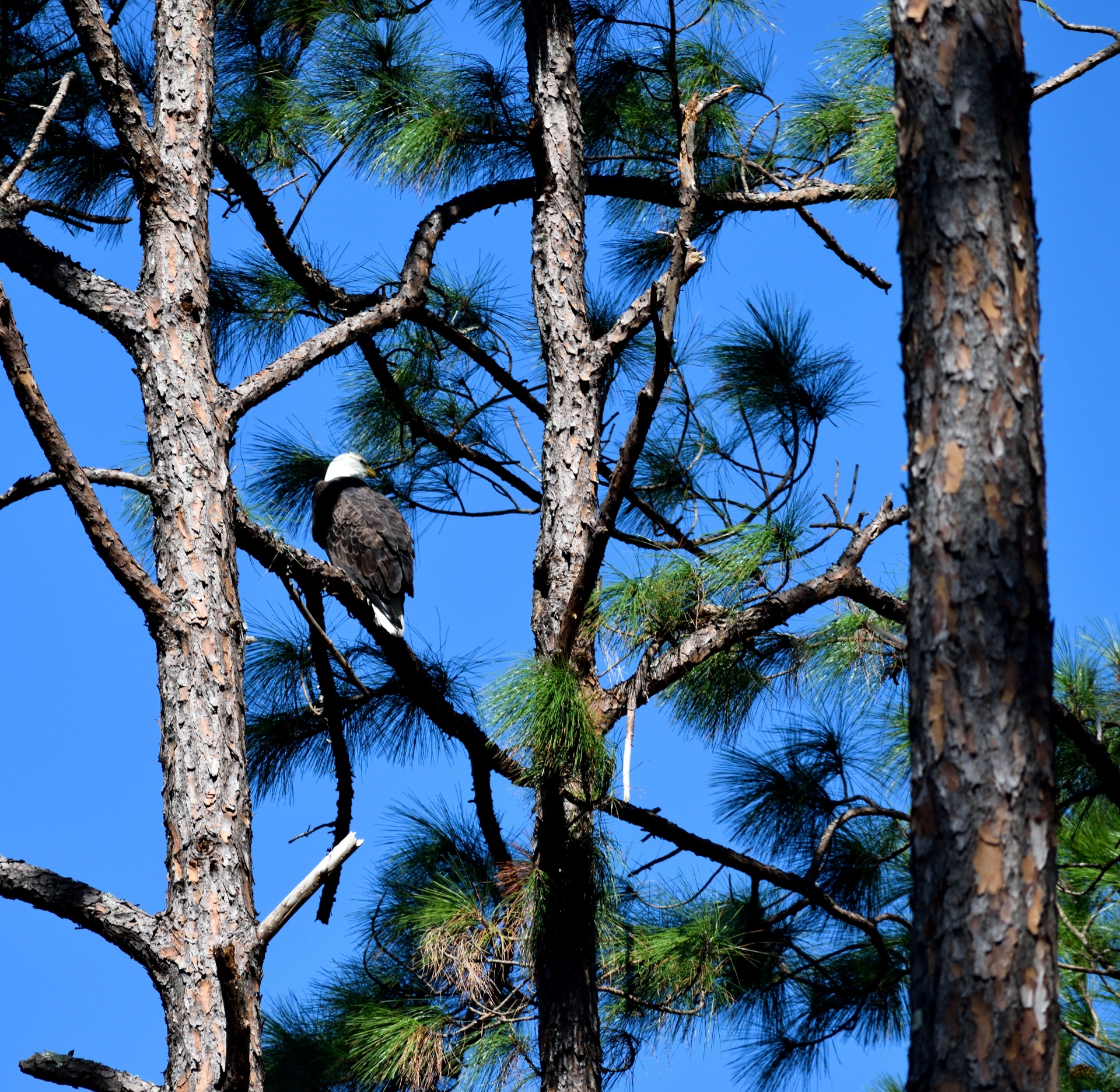 bald eagle bird eagle free photo