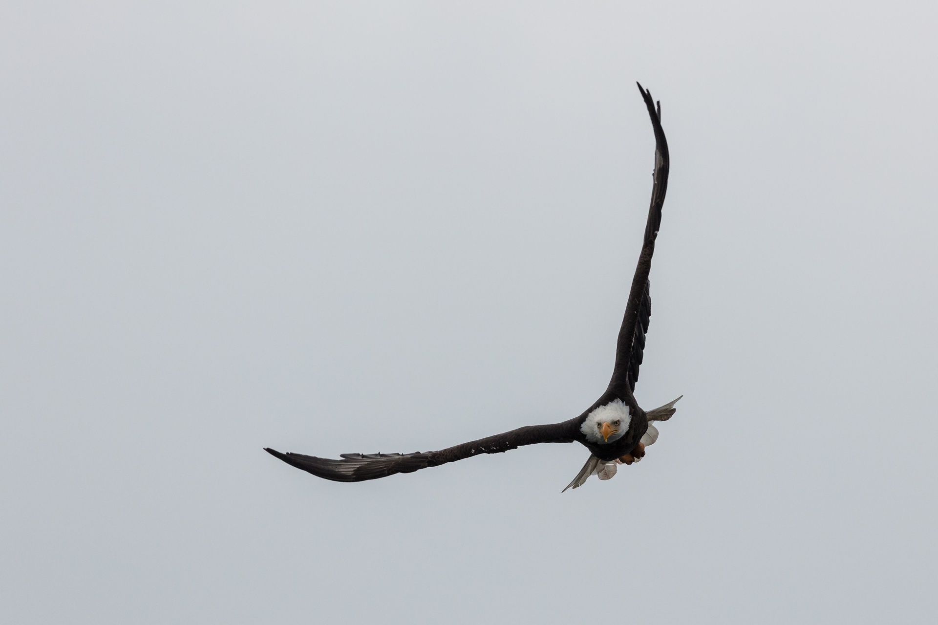 eagle bald flying free photo