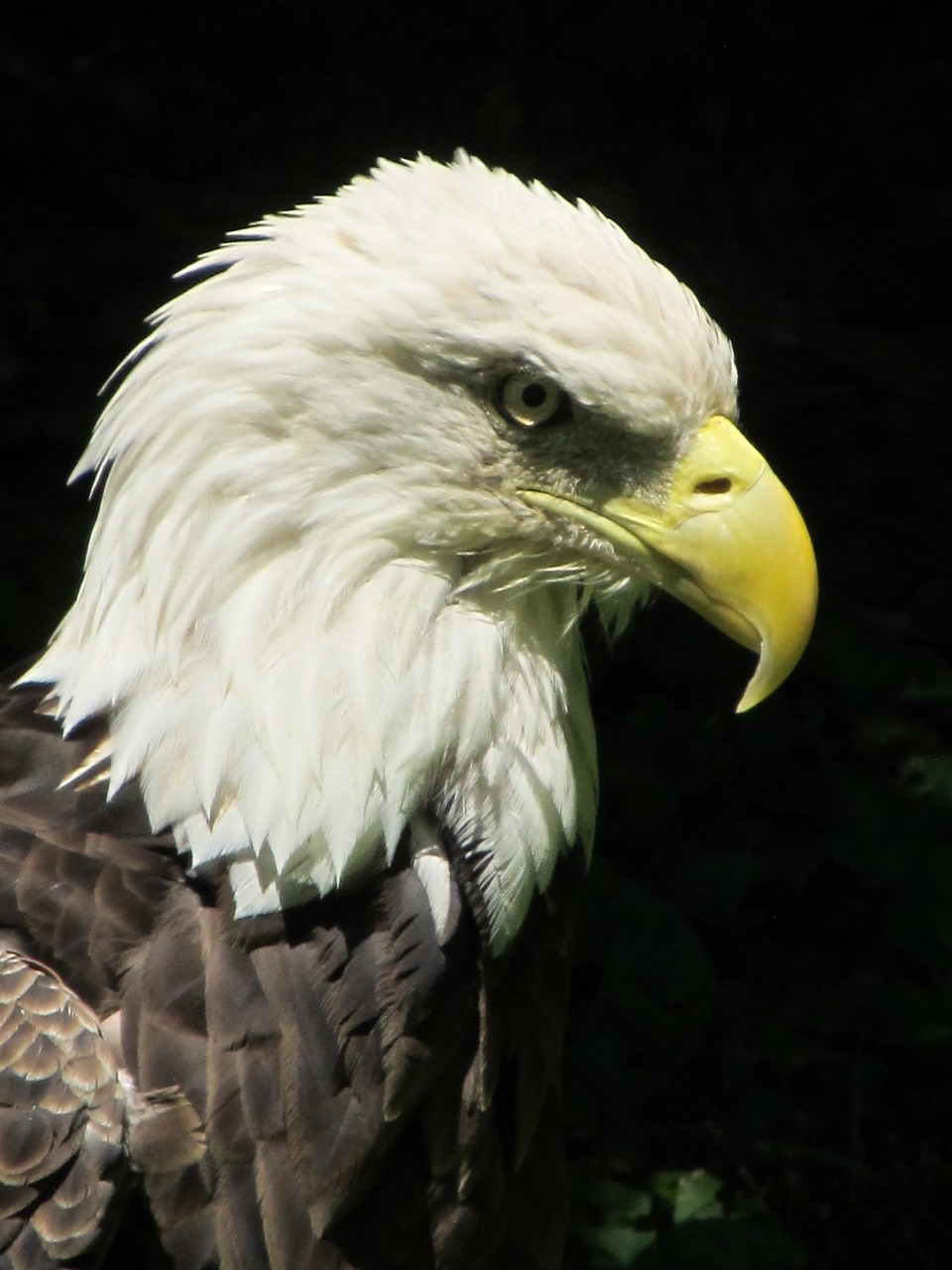 bald eagle close up bird free photo