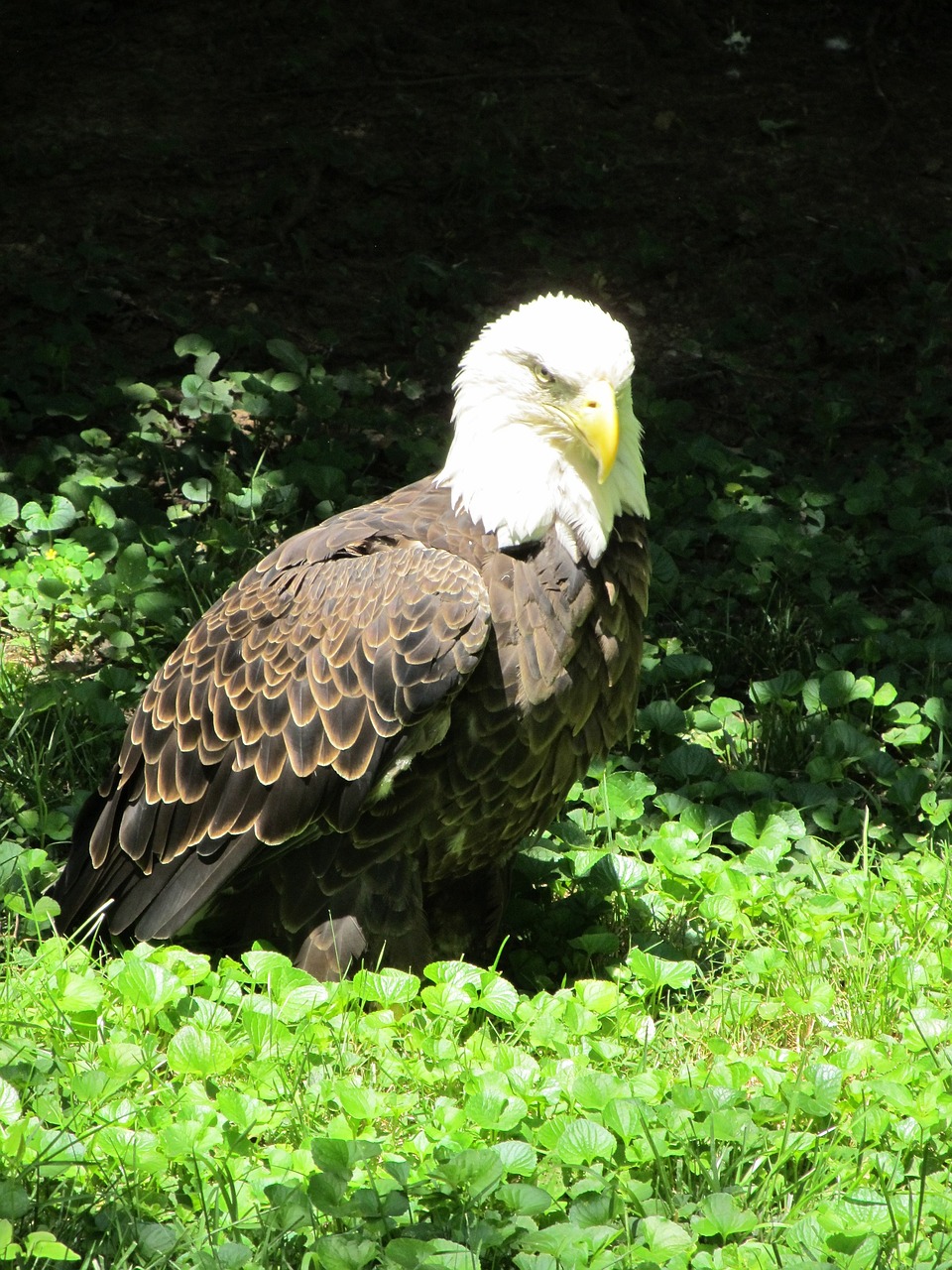 bald eagle looking bird free photo