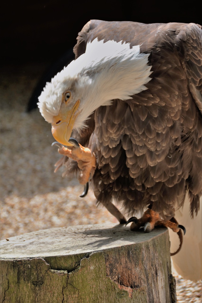 bald eagle talon bird free photo