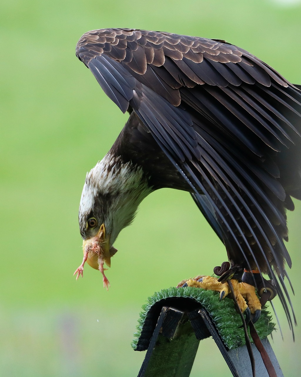 bald eagle eagle bird free photo