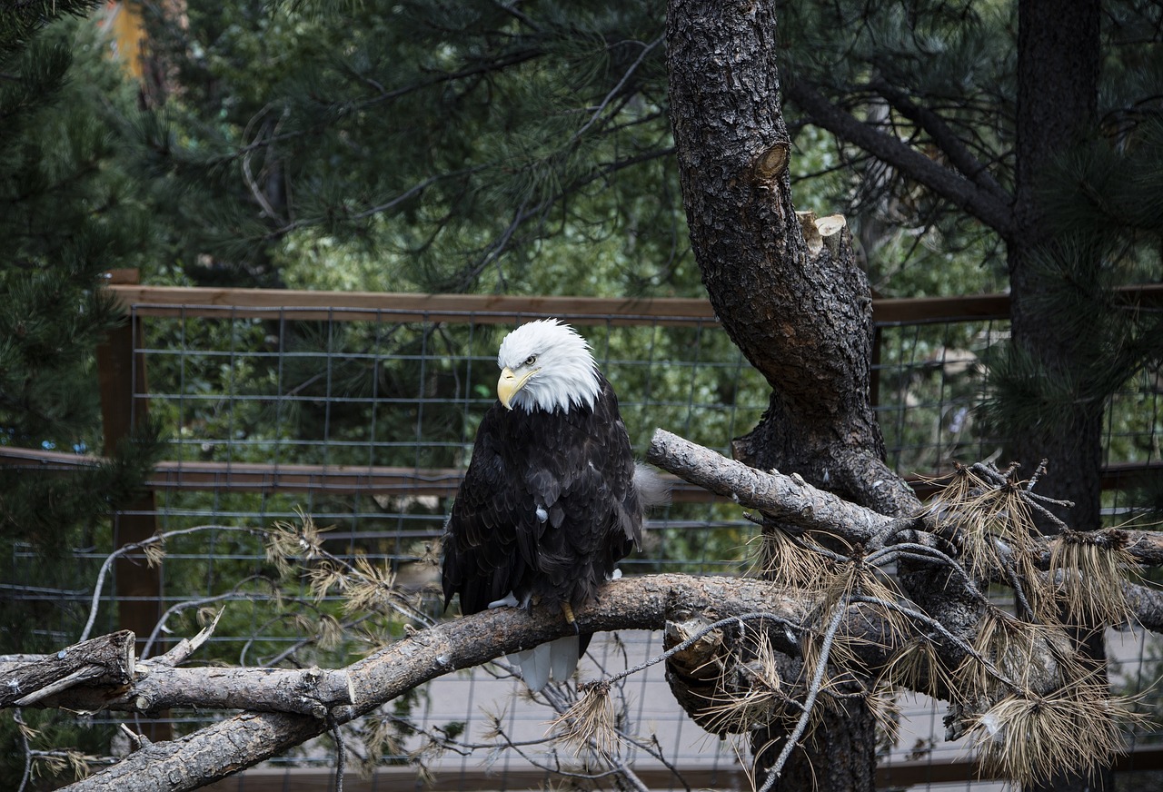 bald eagle eagle bald free photo