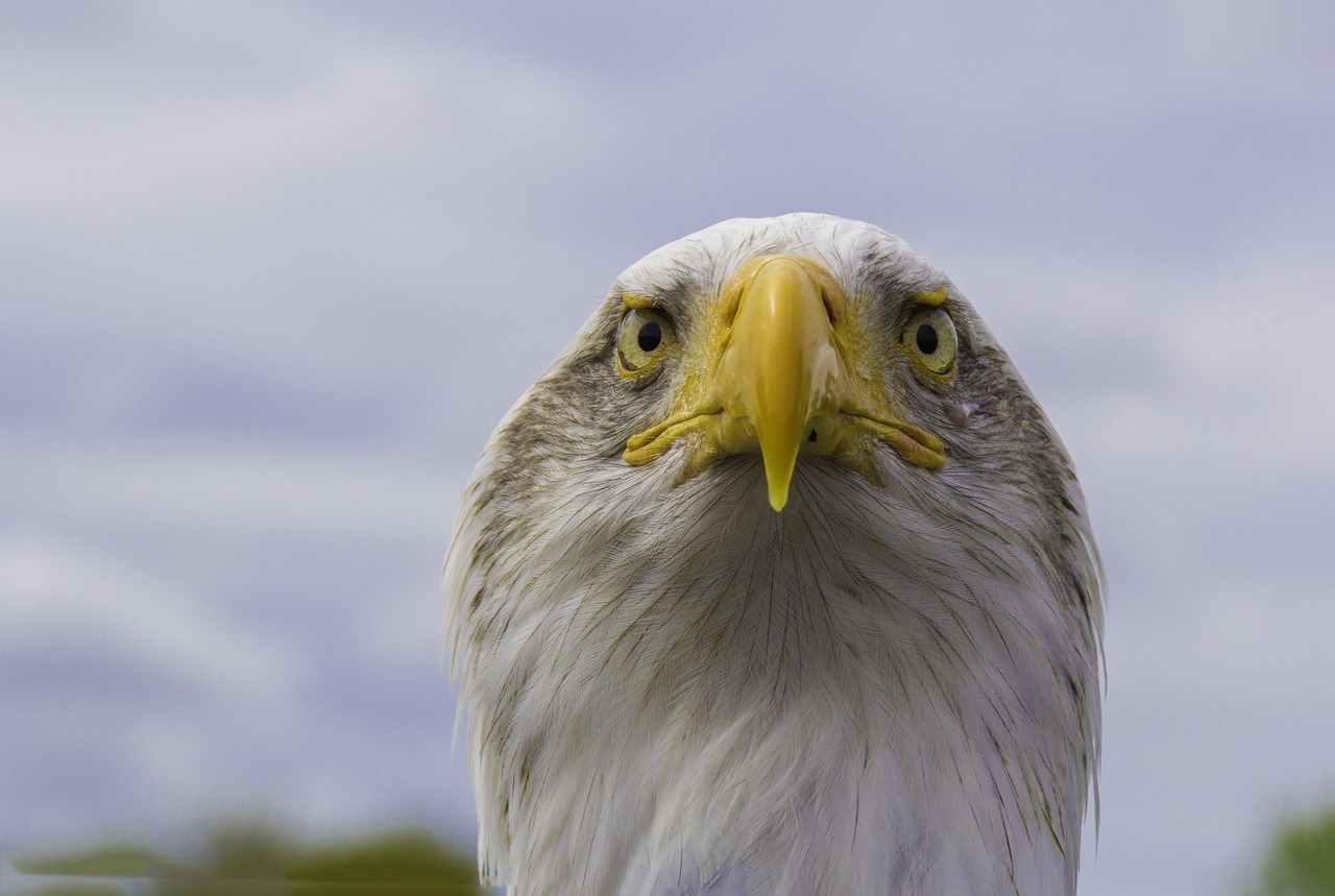 bald eagle bird nature free photo