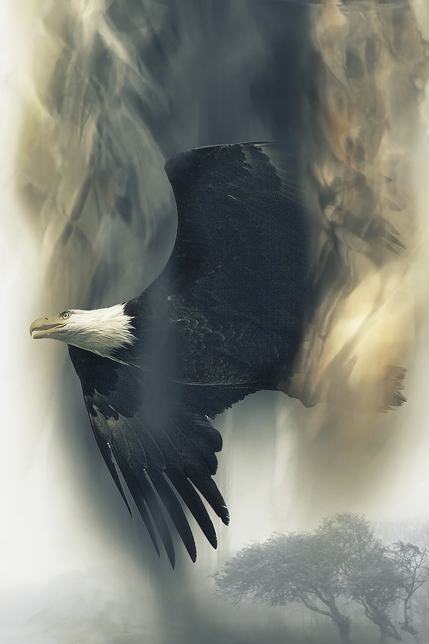 bald eagle soaring bird free photo