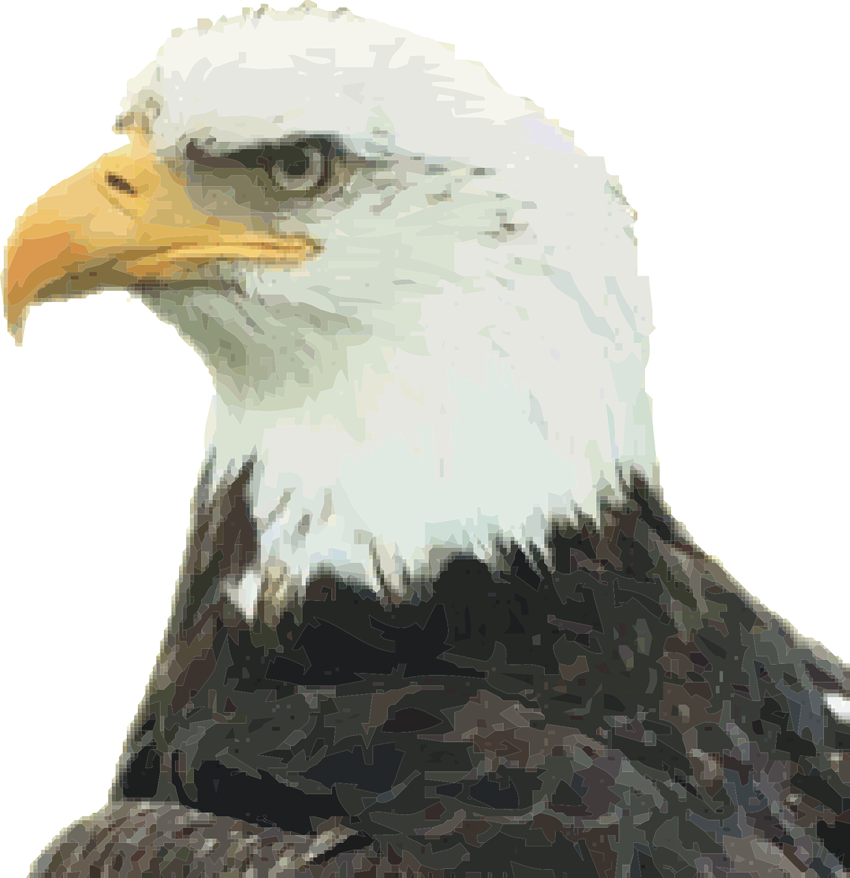 bald eagle eagle bird of jove free photo