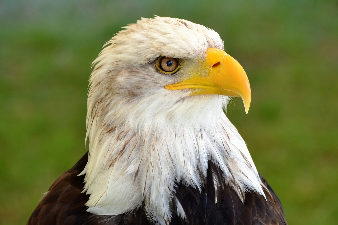 bald eagle adler nature free photo