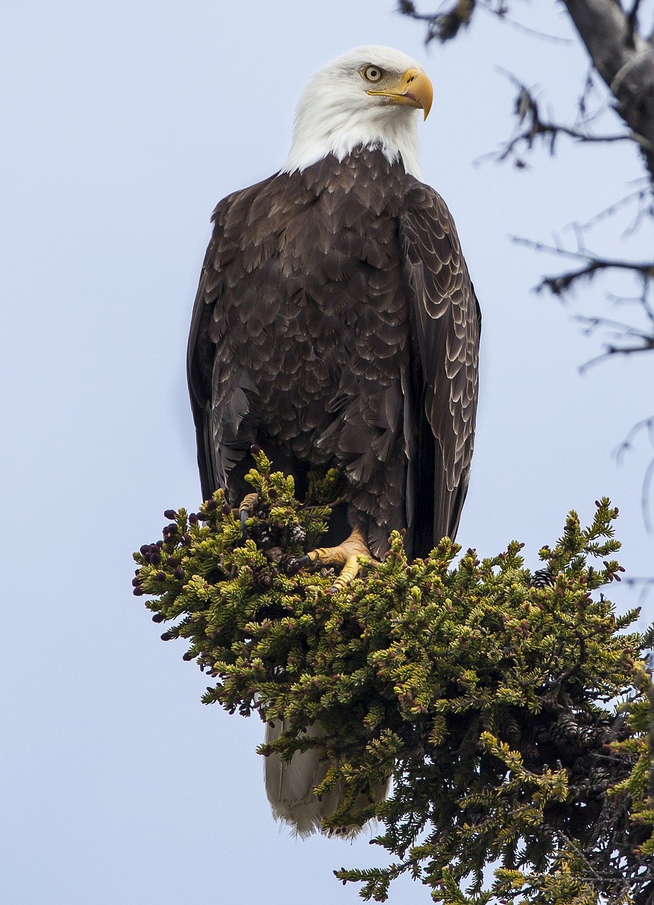 bald eagle perched raptor free photo