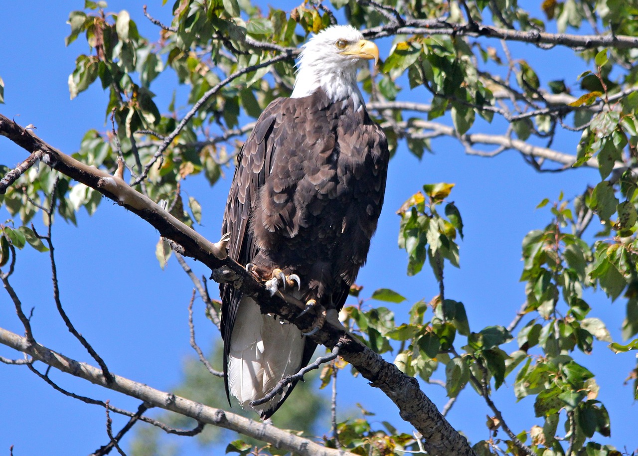 bald eagle perched raptor free photo