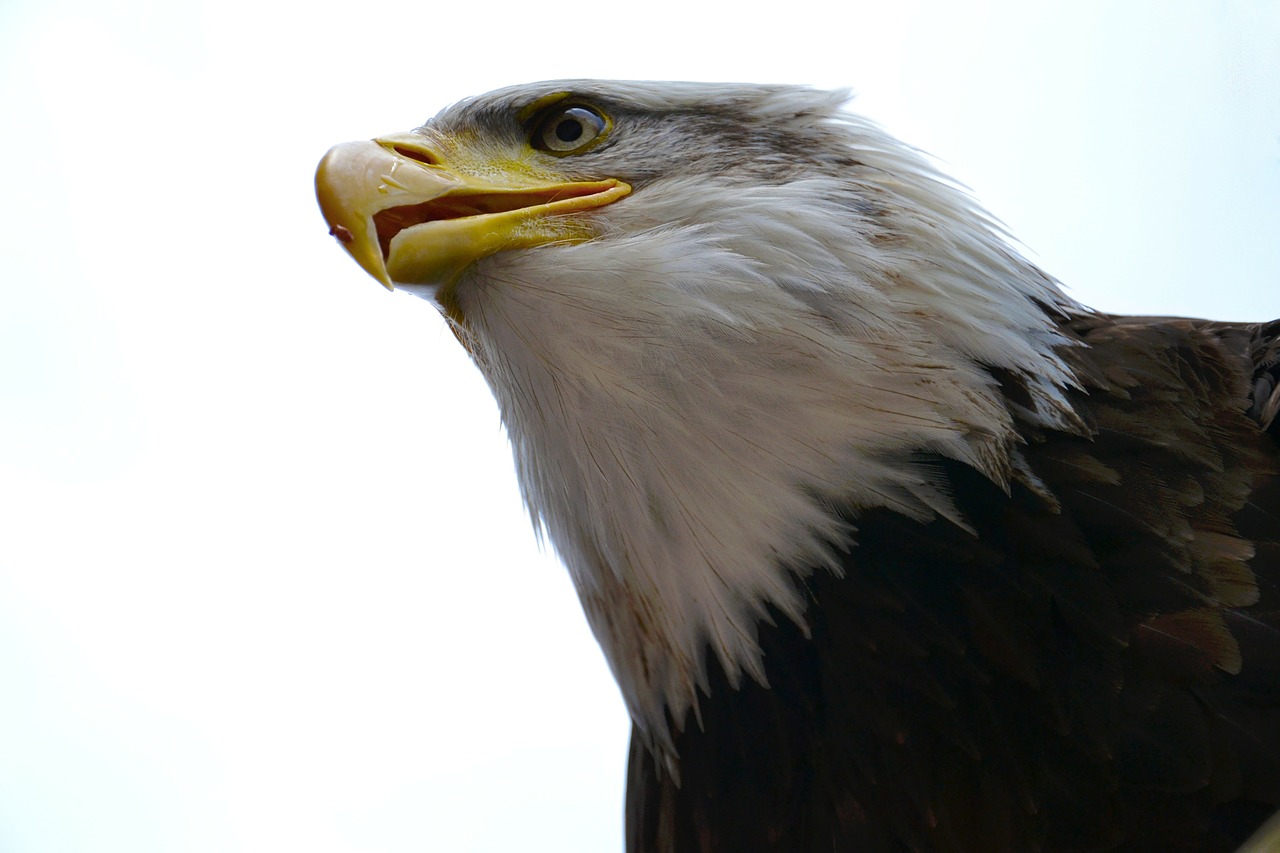 bald eagle usa america free photo