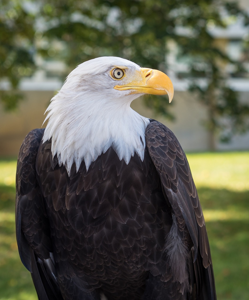 bald eagle close up bird free photo