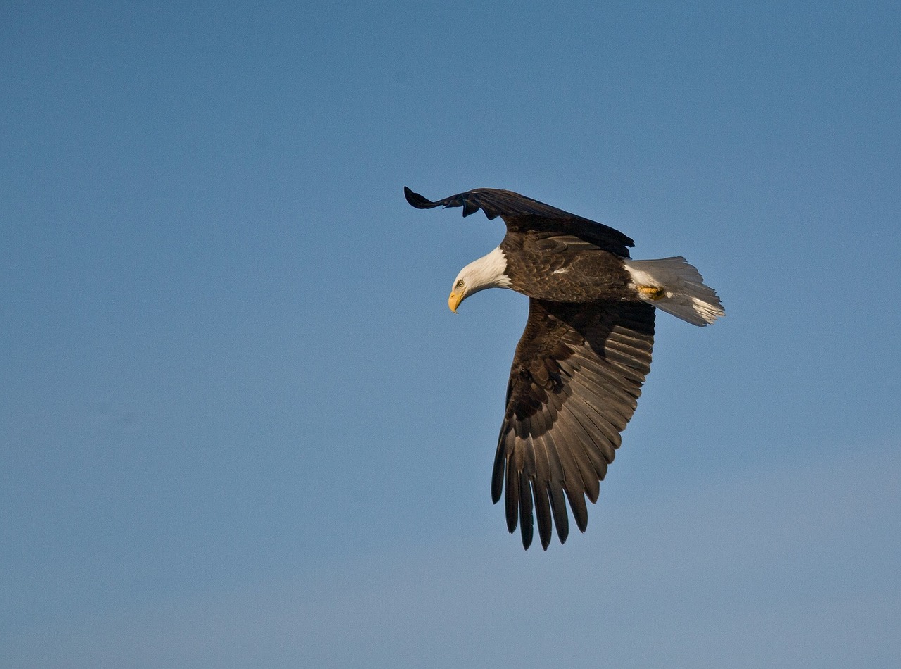 bald eagle flying soaring free photo