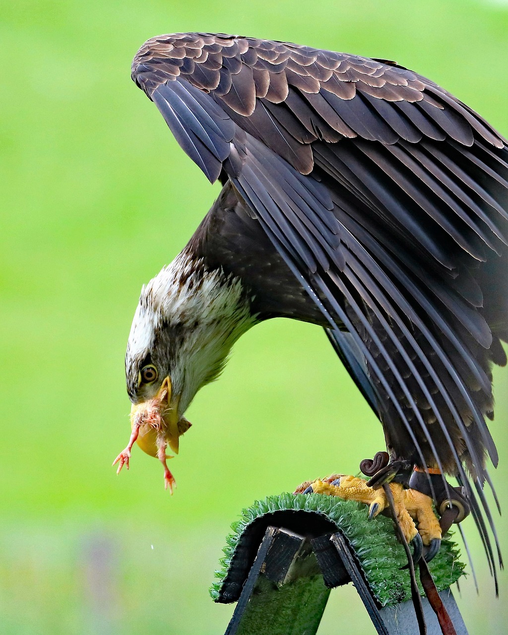 bald eagle eagle bird free photo