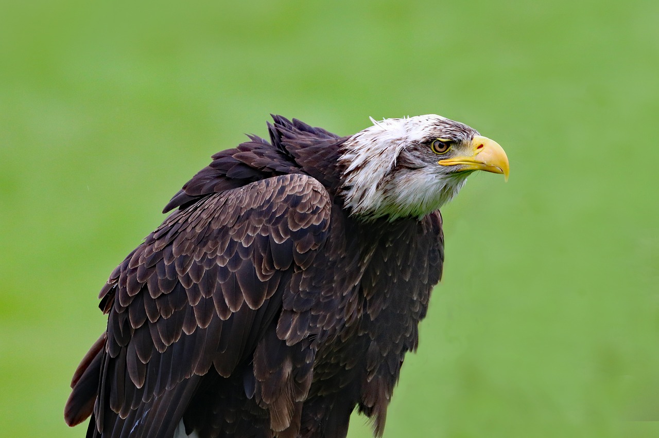 bald eagle eagle bird free photo