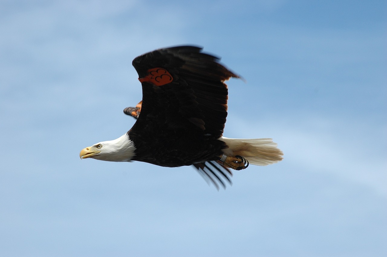 bald eagle flying soaring free photo