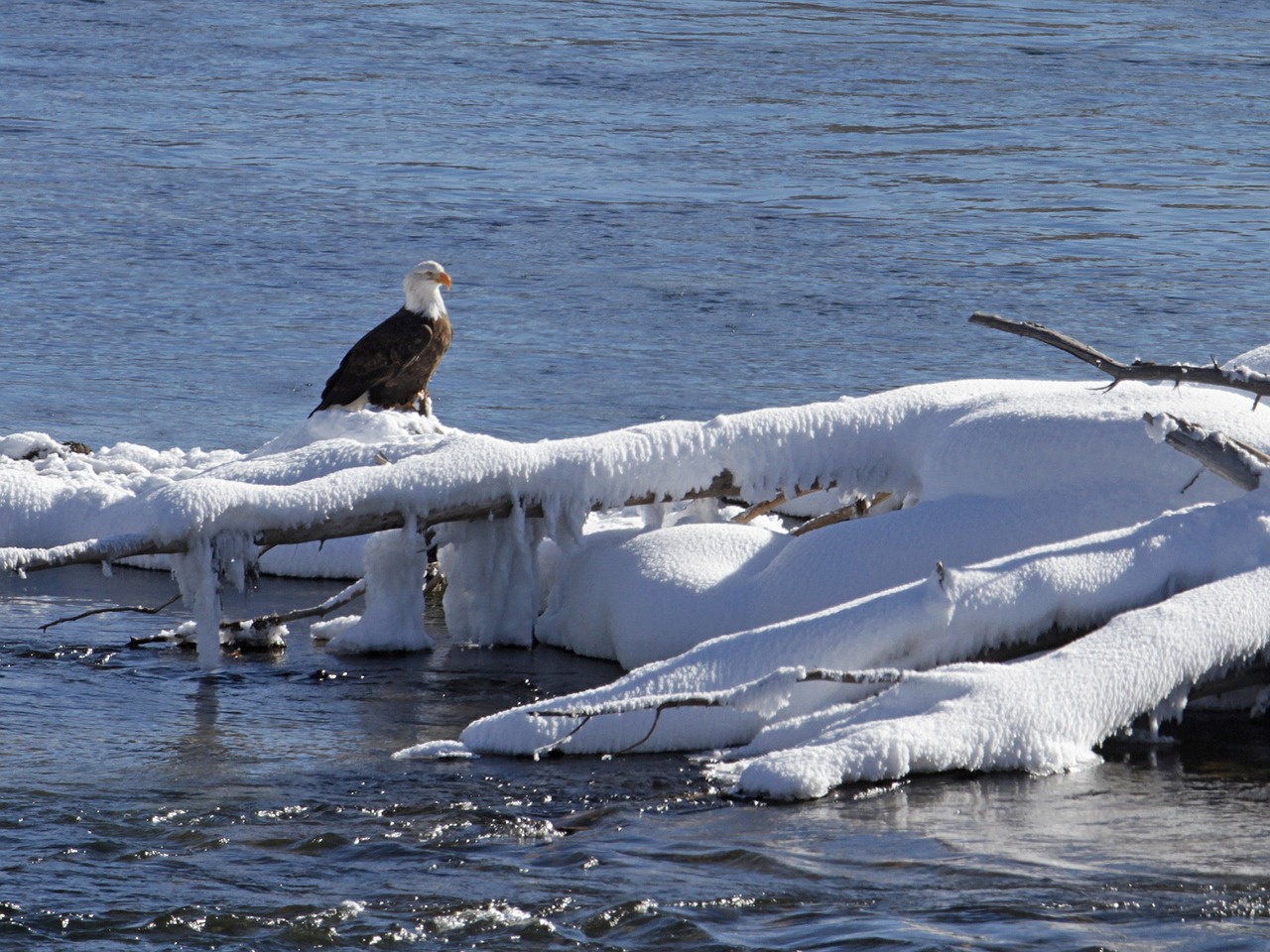 bald eagle eagle bald free photo