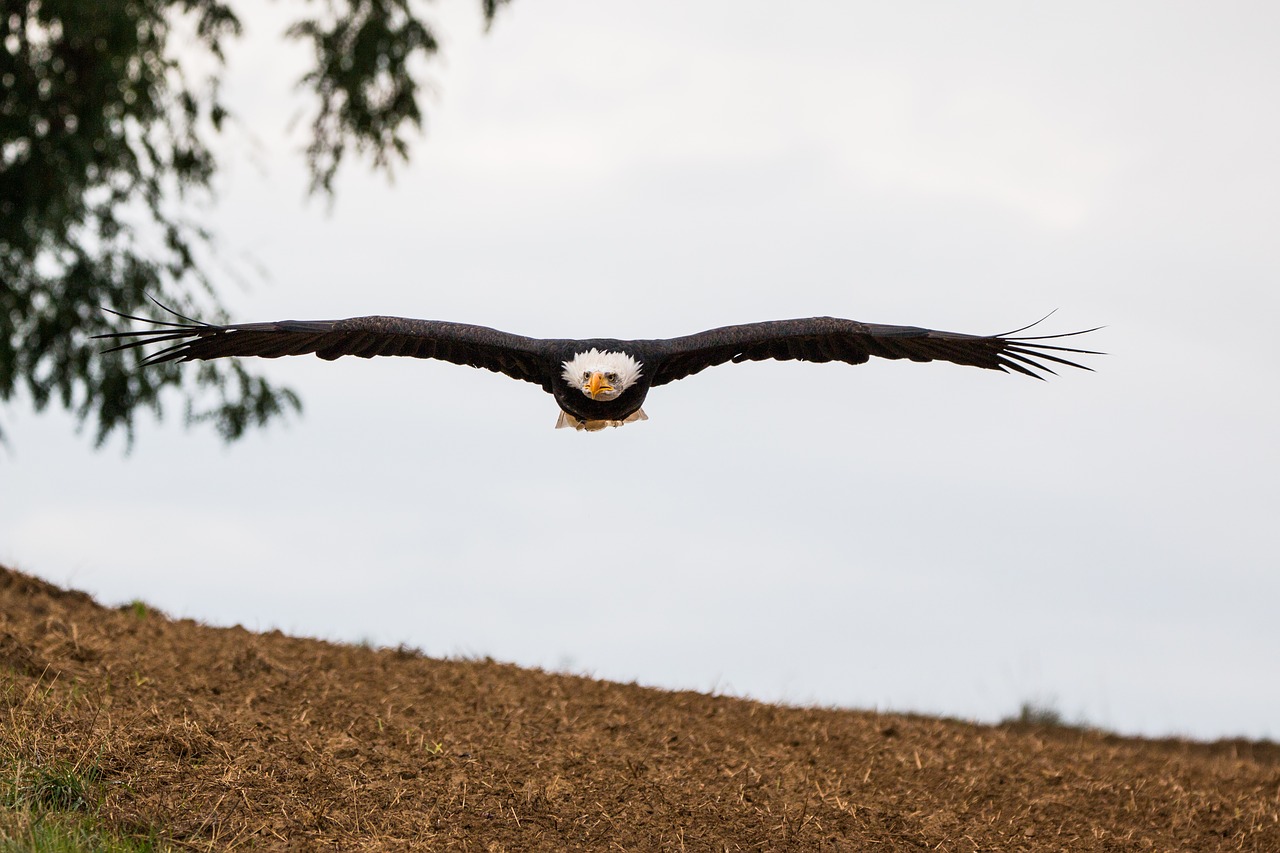 bald eagle fly in flight free photo