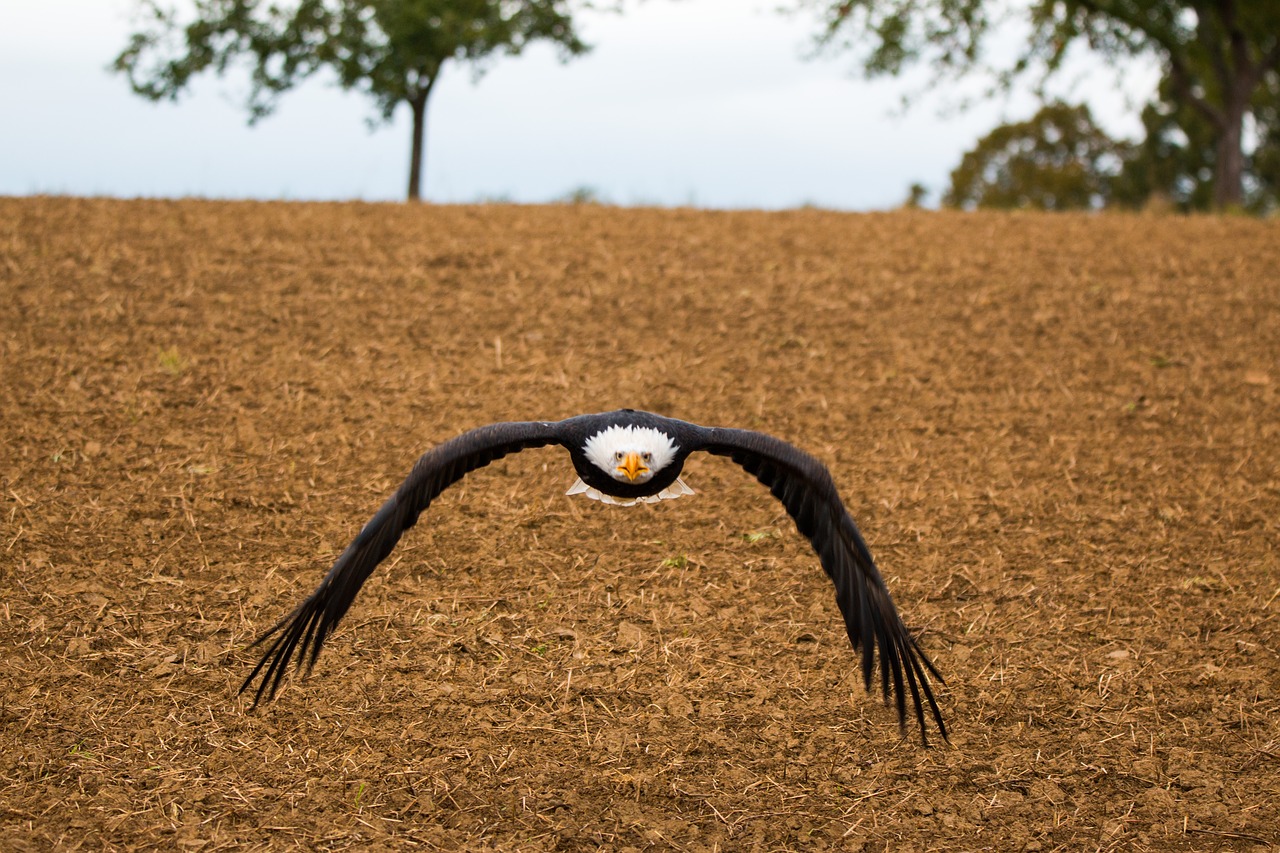 bald eagle fly in flight free photo