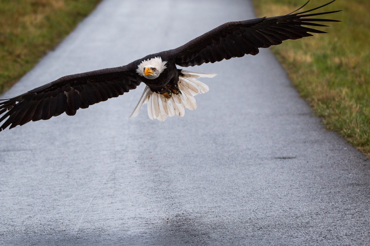 bald eagle fly in flight free photo