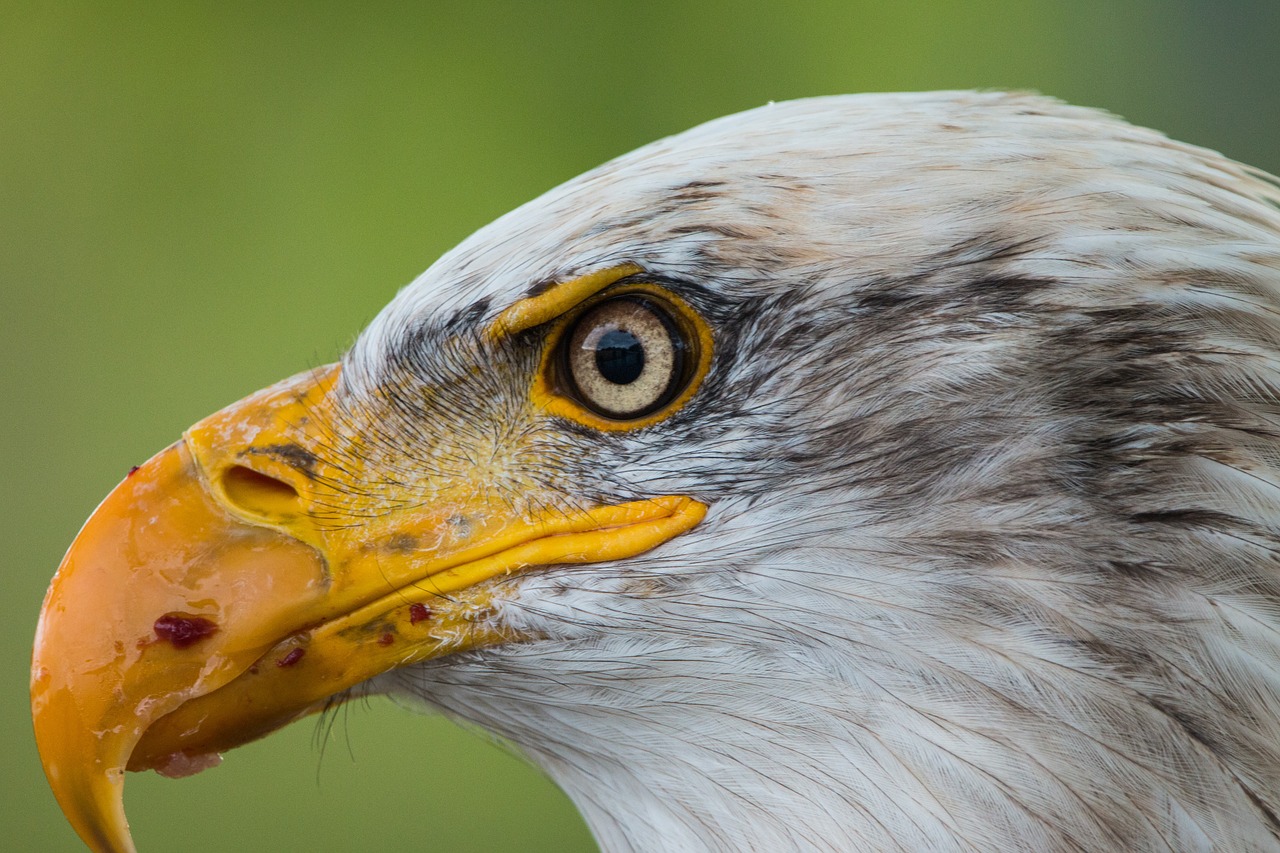 bald eagle haliaeetus leucocephalus adler free photo