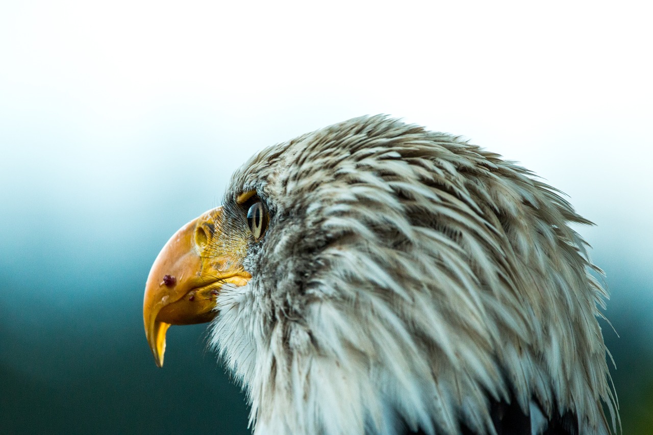 bald eagle haliaeetus leucocephalus adler free photo