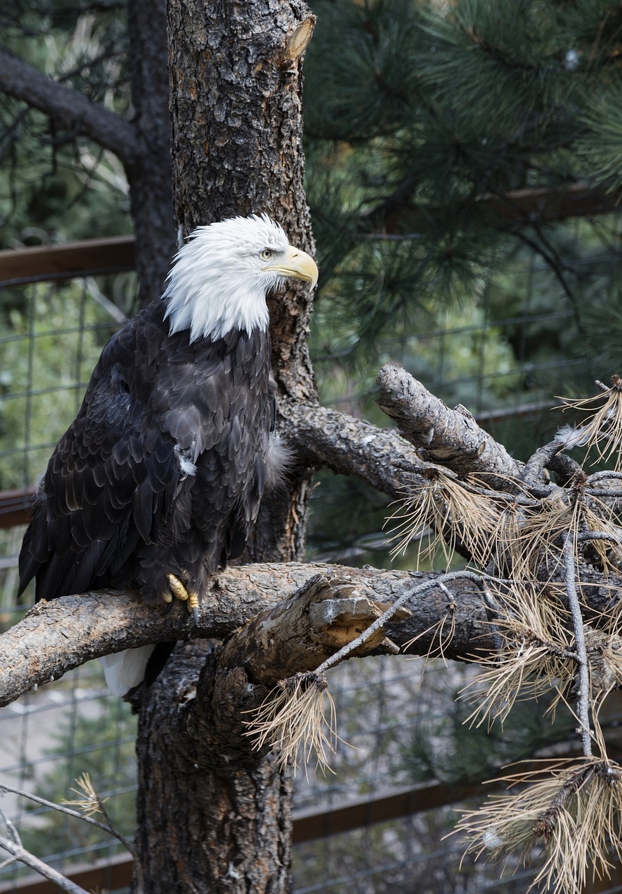 bald eagle perched raptor free photo