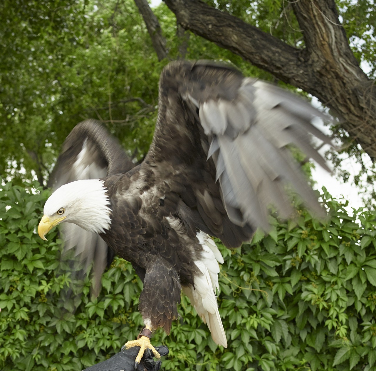 bald eagle perched raptor free photo