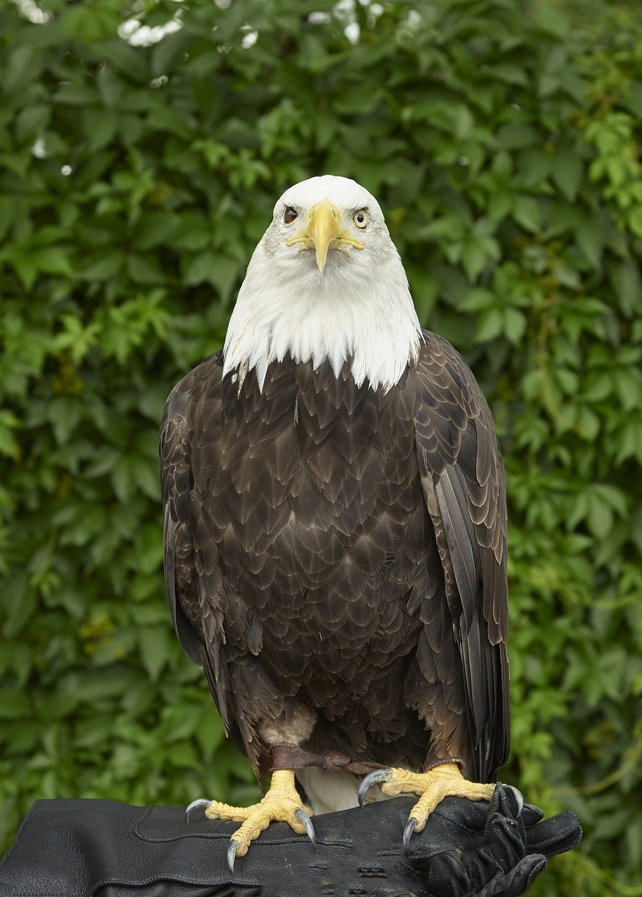 bald eagle eagle bald free photo