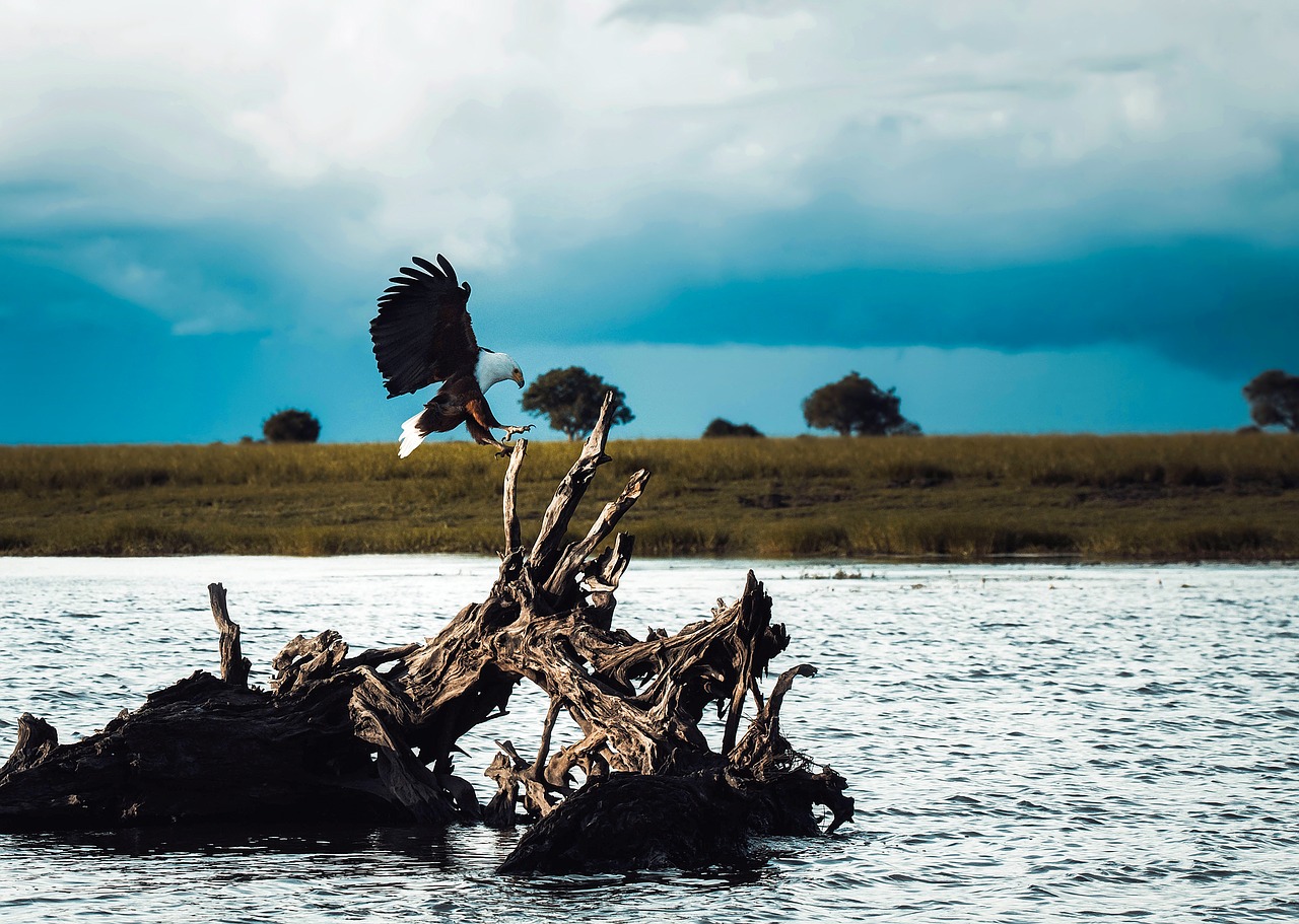 bald eagle majestic bird free photo