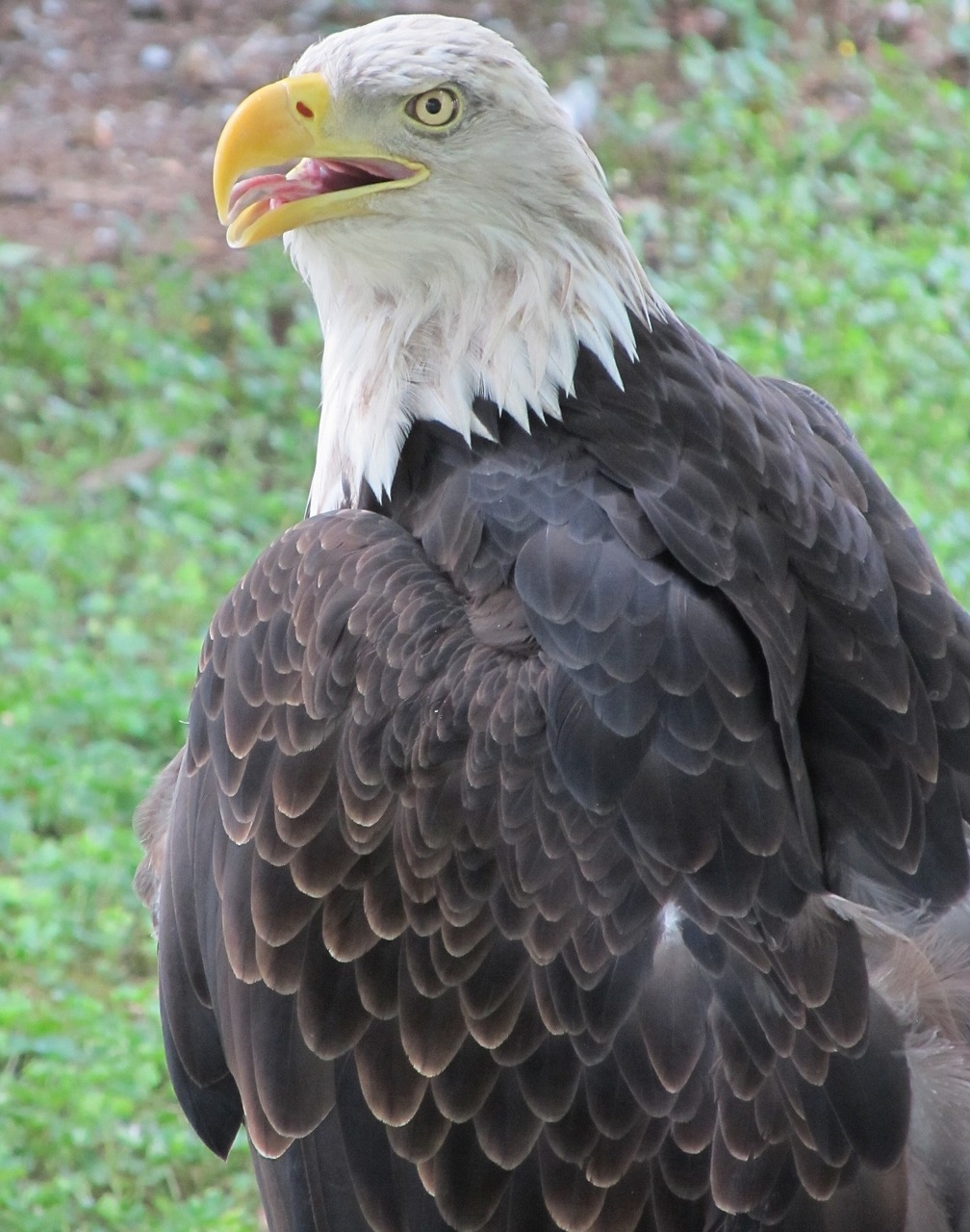 bald eagle eagle raptor free photo