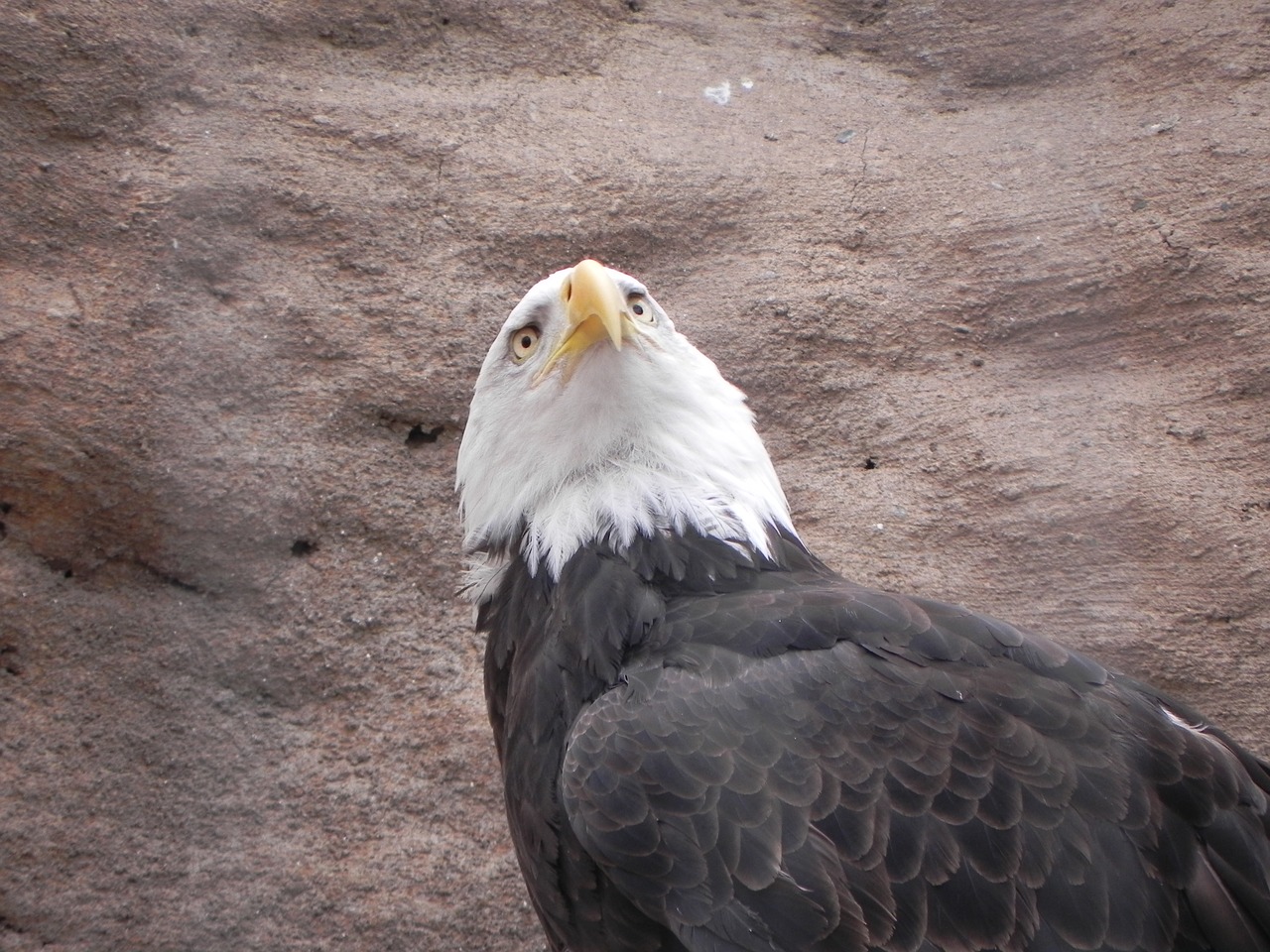 bald eagle bird albuquerque zoo free photo