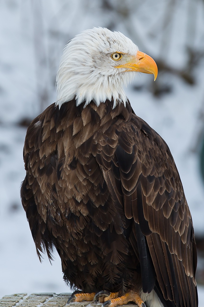 bald eagle adler bird of prey free photo