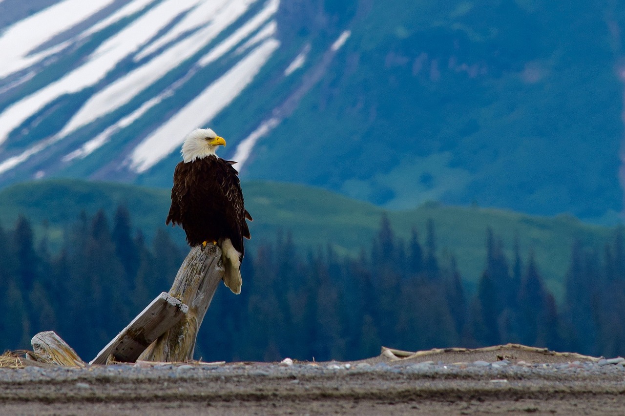 bald eagle perched raptor free photo