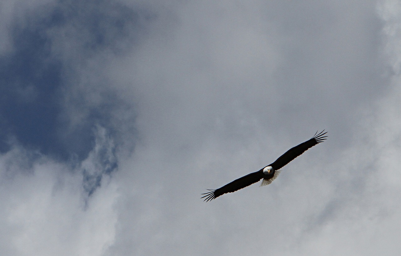 bald eagle flying sky free photo
