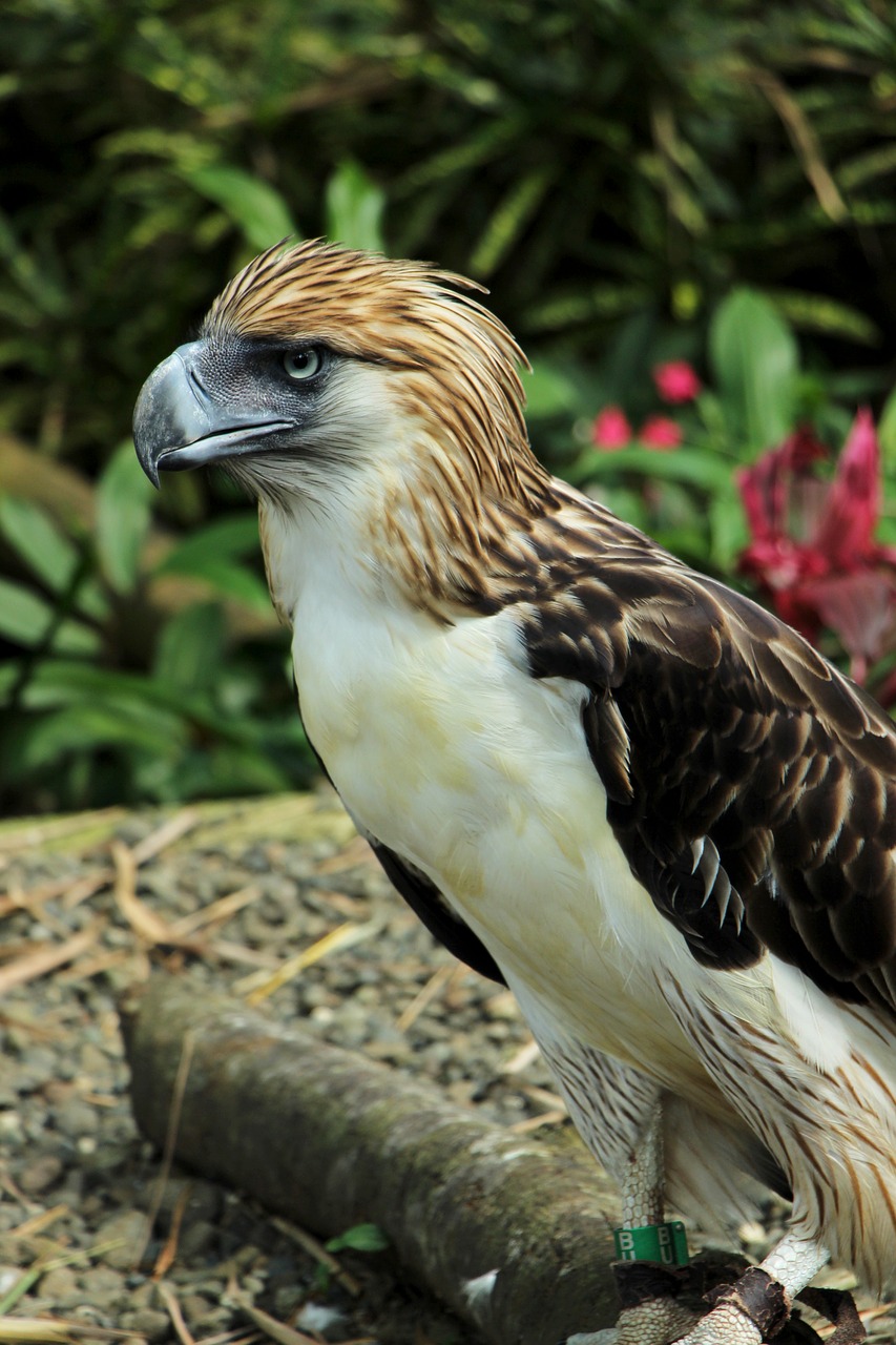 bald eagle bald eagles davao eagle free photo