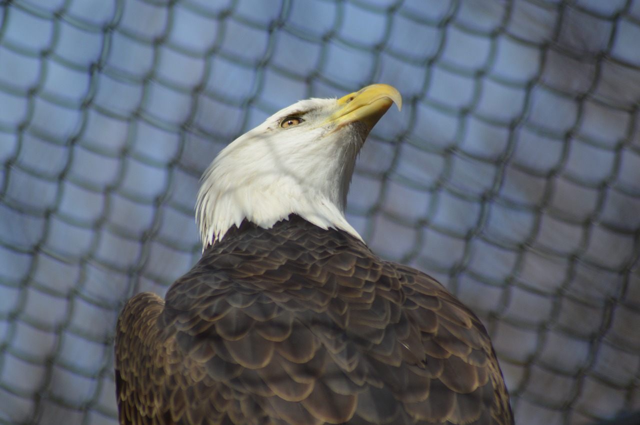 bald eagle bird eagle free photo