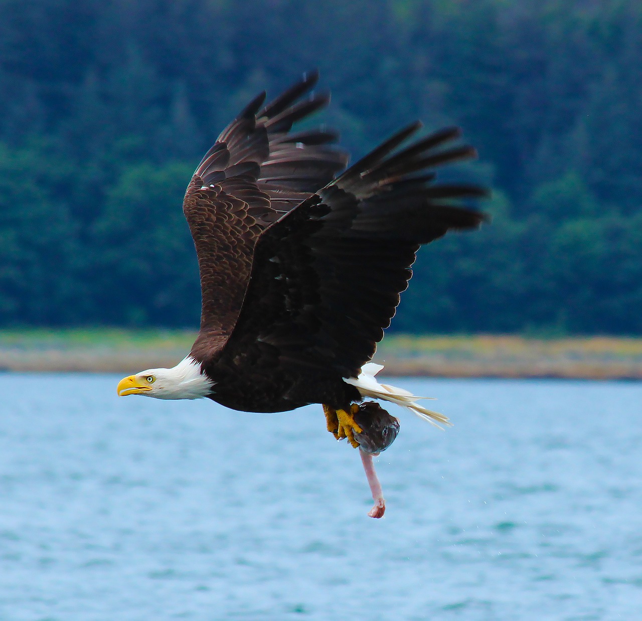 bald eagle fresh catch pastel free photo